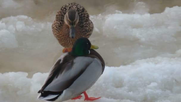 Ducks  on Ice background — Stock Video