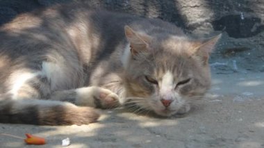 Kıdemli gölge kayma kedi