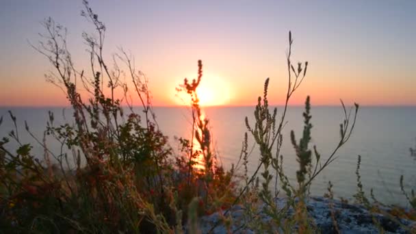 Západ slunce. Slunce nad obzorem svítící žluté trávě a pláž. — Stock video