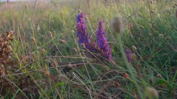 Flores de sálvia em selvagem — Vídeo de Stock
