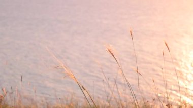 Deniz yüzeyi ile dalgaların batımında karşı kuru ot