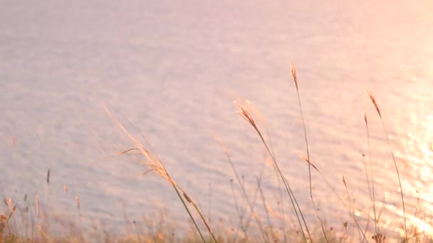 Grama seca contra a superfície do mar com ondulações ao pôr do sol — Vídeo de Stock