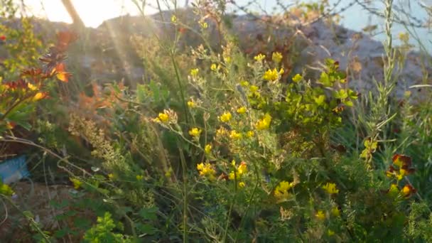 Маленькие желтые цветы — стоковое видео