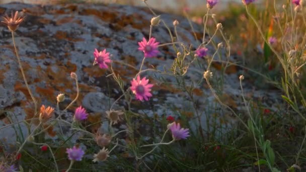 Pequeñas flores silvestres violetas sobre roca — Vídeo de stock