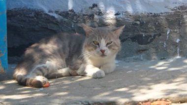 Yaşlı kedi bitki gölgesinde istirahat