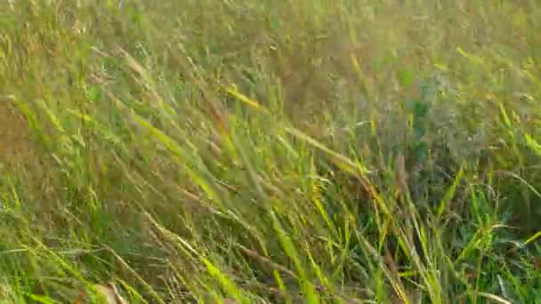 Шаговая трава на ветру — стоковое видео