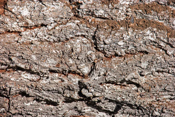 Textura de corteza de árbol — Foto de Stock