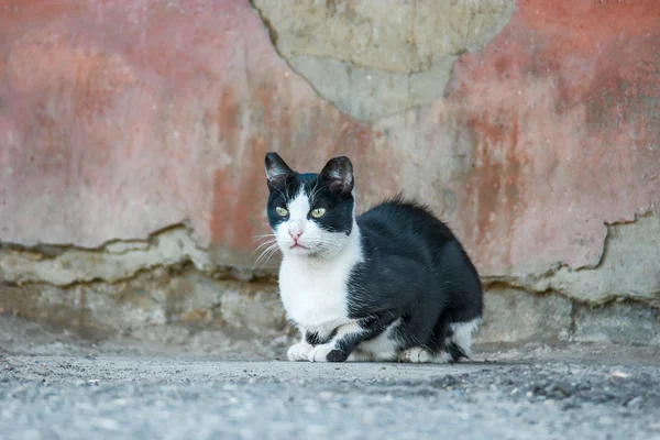 Schwarz-weiße Obdachlose Katze — Stockfoto