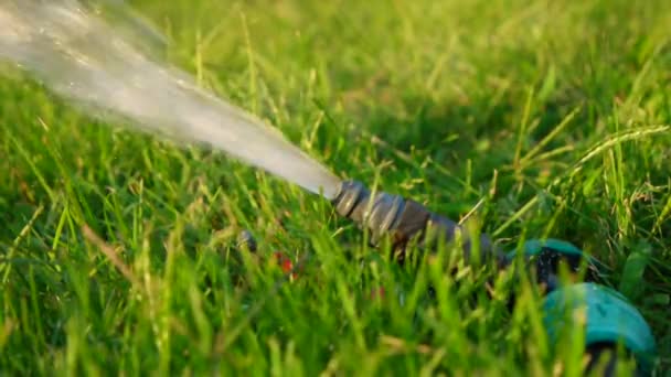 Garden sprinkler in spring lawn — Stock Video