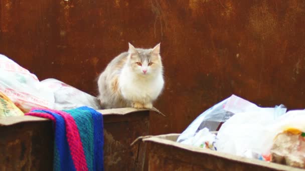 Katten sitter på papperskorgen kan — Stockvideo