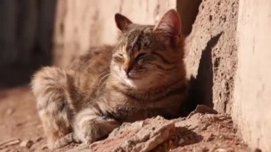 Gri kedi uyku