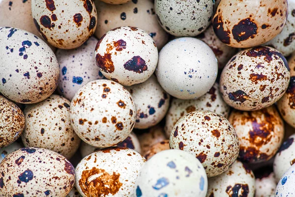 Fresh quail eggs — Stock Photo, Image