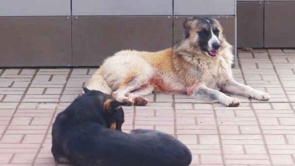 Two Homeless Dogs resting — Stock Video