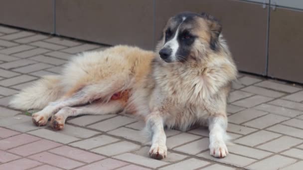 Perro callejero sin hogar descansando — Vídeo de stock