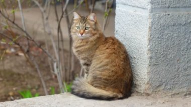 Kabarık kedi oturup açık havada