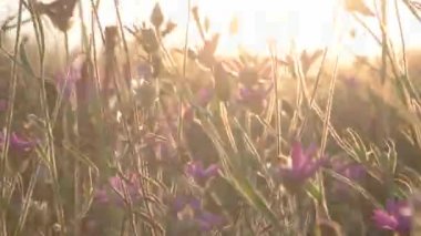 Rüzgar üzerinde mor çiçekler