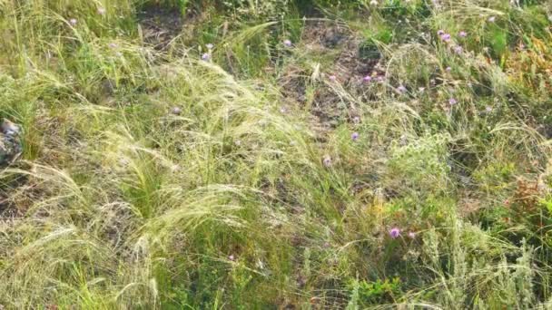 Свежая трава, трепещущая на ветру — стоковое видео