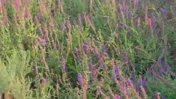 Campo de salvia silvestre Salvia — Vídeo de stock