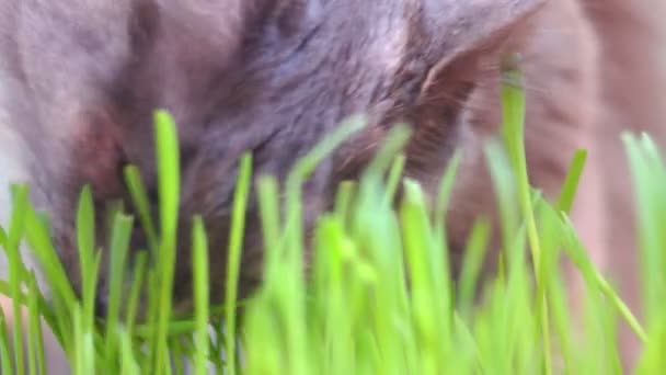 Кошка ест траву — стоковое видео