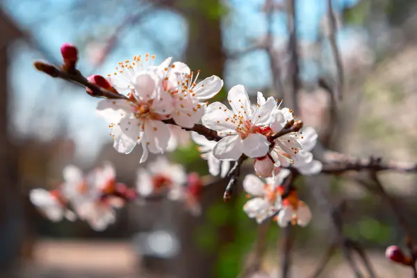 Branche d'abricot avec des fleurs — Photo