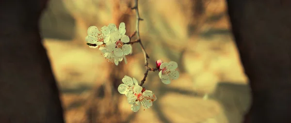 Flores brancas de damasco no ramo — Fotografia de Stock