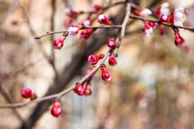 Kiraz ağacının tomurcukları 