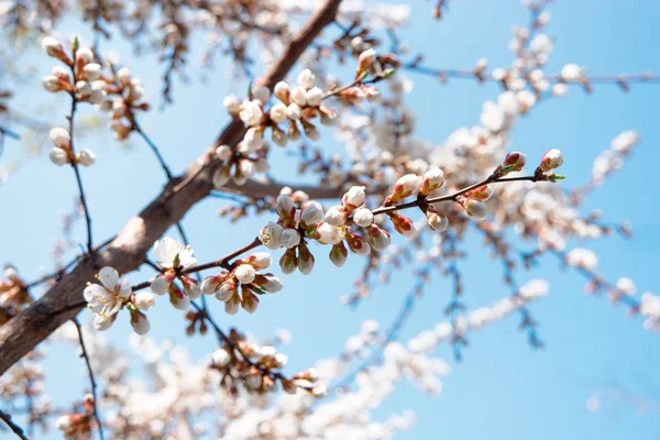 Fiori bianchi di albicocca — Foto Stock