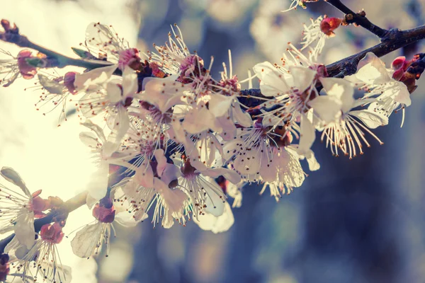 Цветение сакуры на ветке — стоковое фото