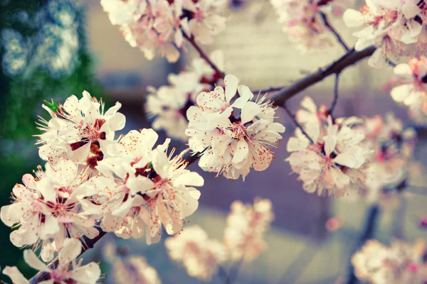 Güzel pembe Erik çiçekleri — Stok fotoğraf