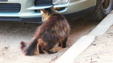 Vahşi kedi bir araba koklama ve gitmek
