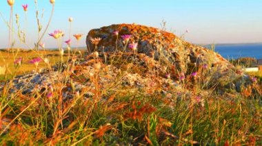 Arka planda yabani bitkiler ve sakin deniz ile Kayalık sahil.