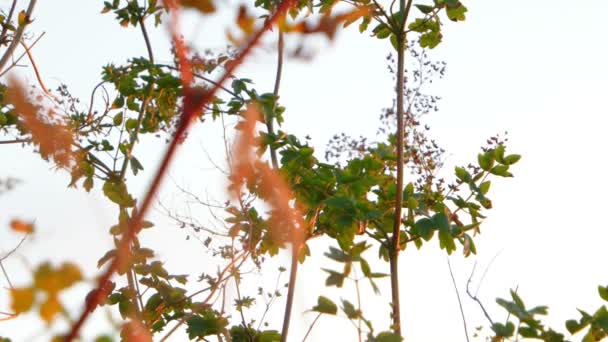 Низкоугольный выстрел степных растений, дующих на ветру — стоковое видео