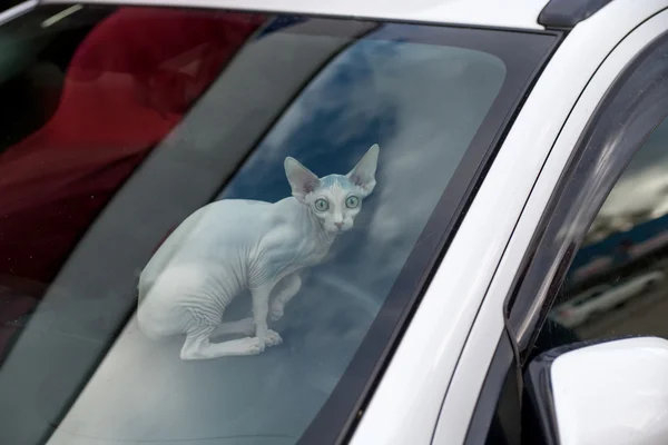 Sfinge gatto all'interno di una macchina guardando la fotocamera — Foto Stock