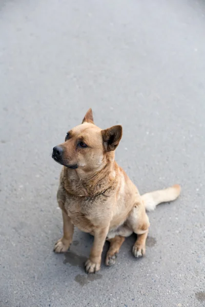 Homeless dog sitting on a road — Stock Photo, Image