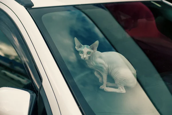 Kameraya bakarak bir arabanın içine Sfinx kedi — Stok fotoğraf