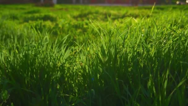 Zelené trávě ranní pozadí. — Stock video