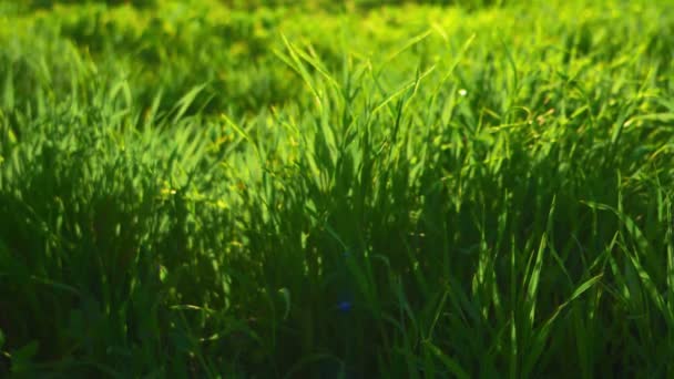 Medio ambiente verde. Fresca hierba de primavera retroiluminada por el sol — Vídeo de stock