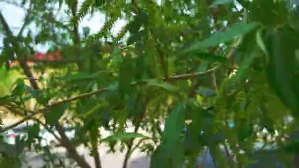 Wilgenboom bladeren schudden zachtjes in een bries close-up — Stockvideo