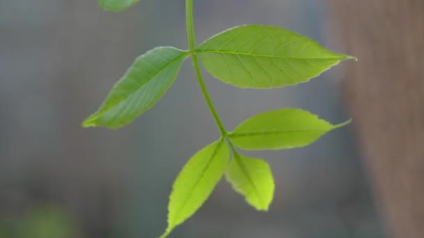 Закройся на березовой веточке с листьями, развевающимися на ветру, подсвеченными — стоковое видео
