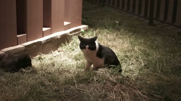 Gato tímido sentado na grama à noite — Vídeo de Stock