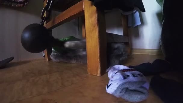 Dom kot gry z wreking piłkę pod krzesło, piętro powierzchnia zbliżenie działania aparatu strzał — Wideo stockowe