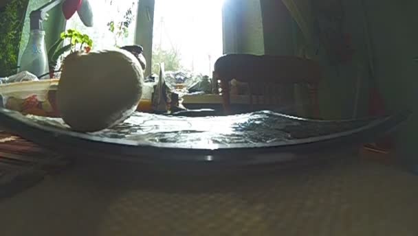 Câmera lenta de cebola caindo na placa retroiluminada 240fps — Vídeo de Stock
