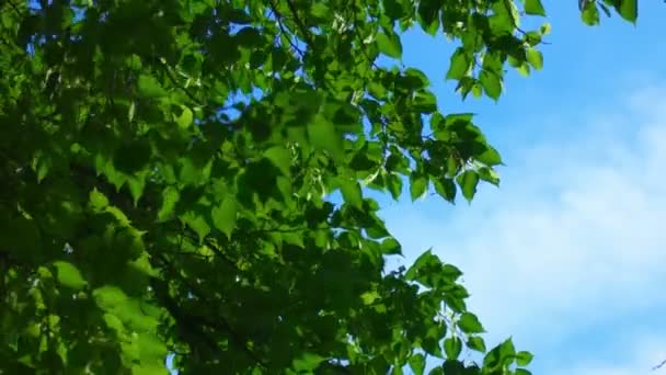Corona di albero, foglie svolazzanti sul vento con cielo pomeridiano luminoso, copyspace — Video Stock