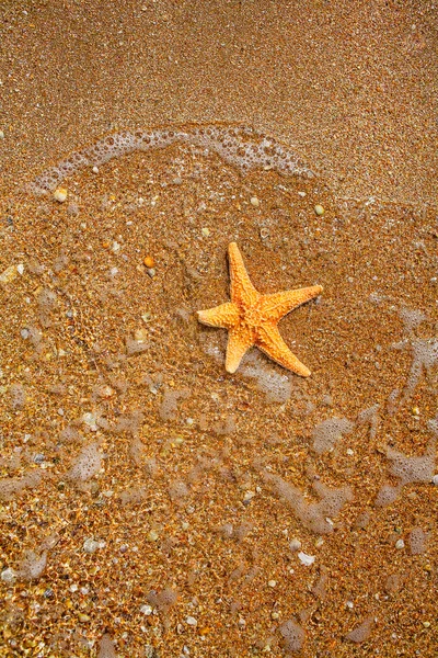 海星在边上的海上和陆地水 — 图库照片