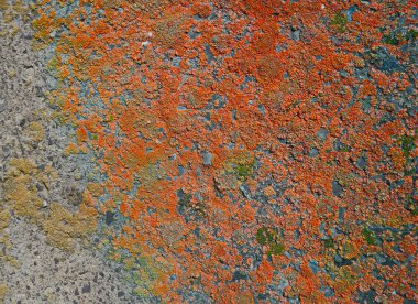 Beton duvar liken closeup ile kaplı