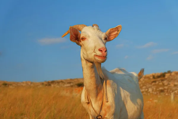 Domstic shegoat titta på kameran — Stockfoto