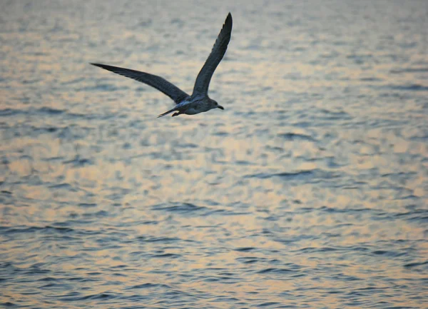 Seagull in front of sunset water surface. — Stock Photo, Image