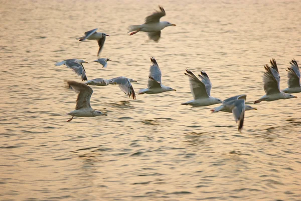 Flock a sirályok repülnek el több mint a tenger felszínén a meleg naplemente fény — Stock Fotó