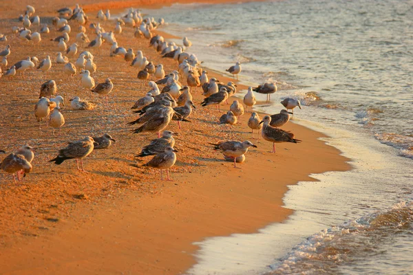 Sahil üzerinde dinlenme martılar — Stok fotoğraf