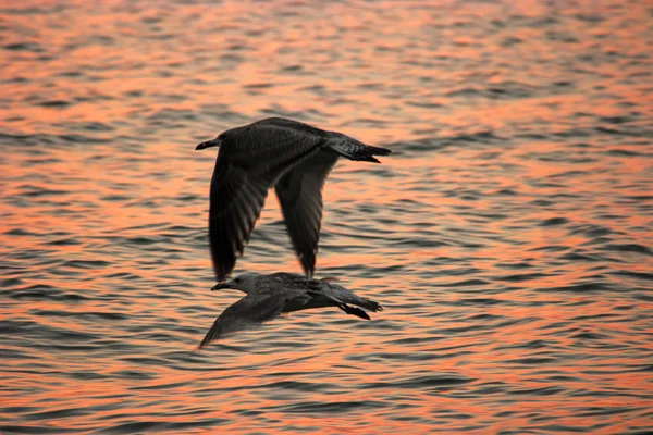 Δυο γλάροι πετούν πάνω από τη θάλασσα ηλιοβασίλεμα το βράδυ επιφάνειας θερμό φως — Φωτογραφία Αρχείου